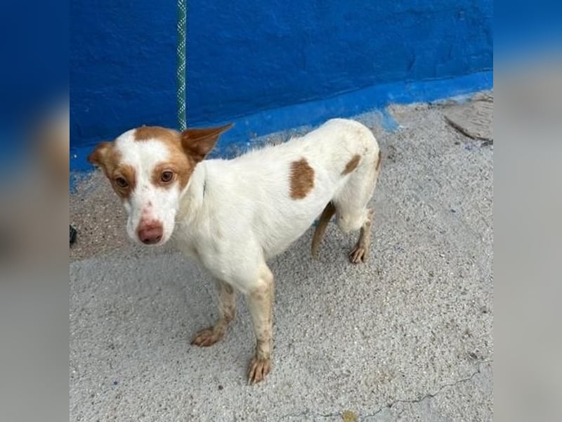 CHIRA die freundliche Hündin