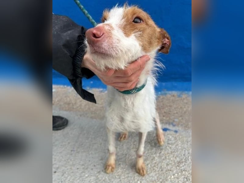 BLACK ein lieber und sanfter Rüce