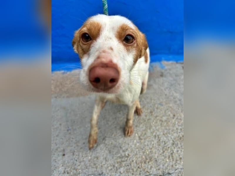 CHIRA die freundliche Hündin