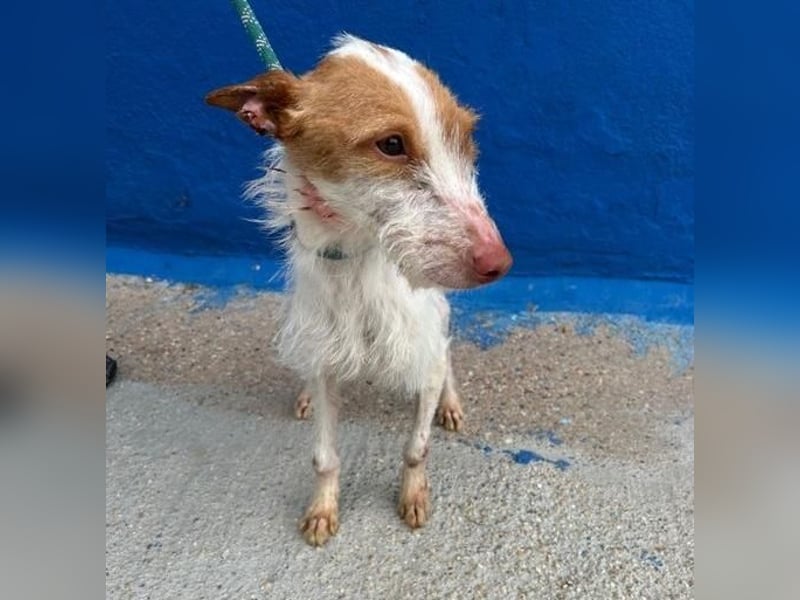 BLACK ein lieber und sanfter Rüce