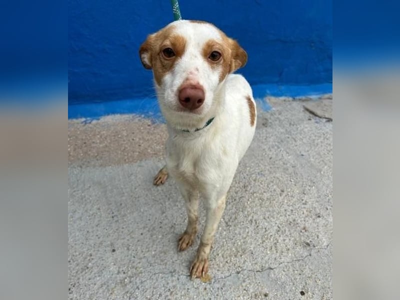 CHIRA die freundliche Hündin