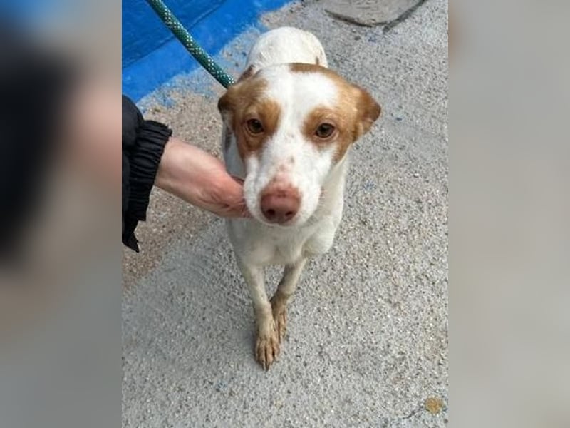 CHIRA die freundliche Hündin