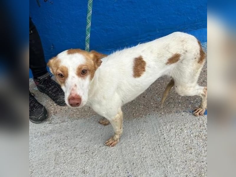 CHIRA die freundliche Hündin