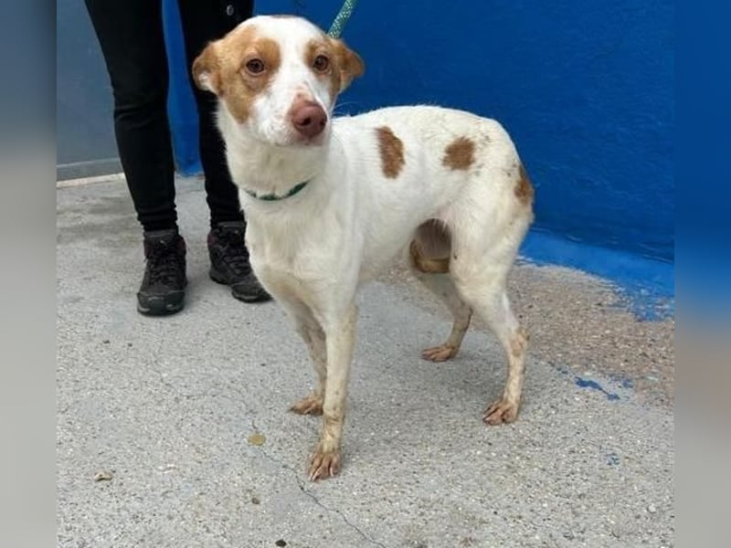 CHIRA die freundliche Hündin