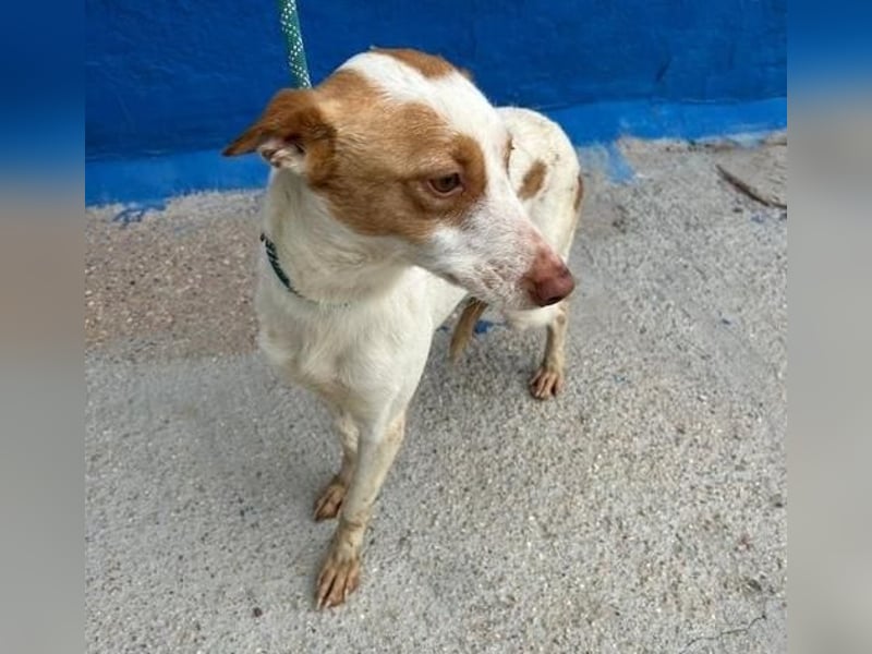 CHIRA die freundliche Hündin