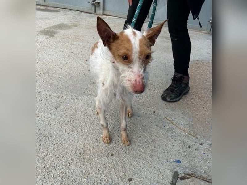 BLACK ein lieber und sanfter Rüce