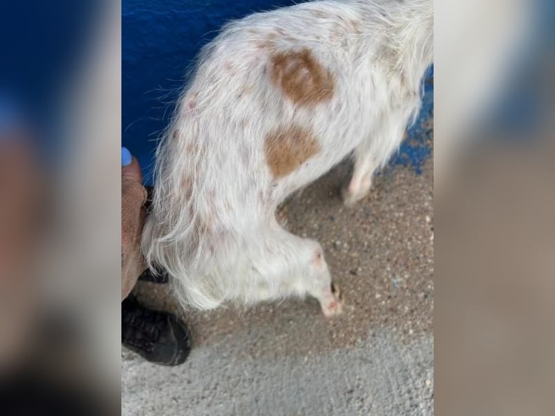 BLACK ein lieber und sanfter Rüce