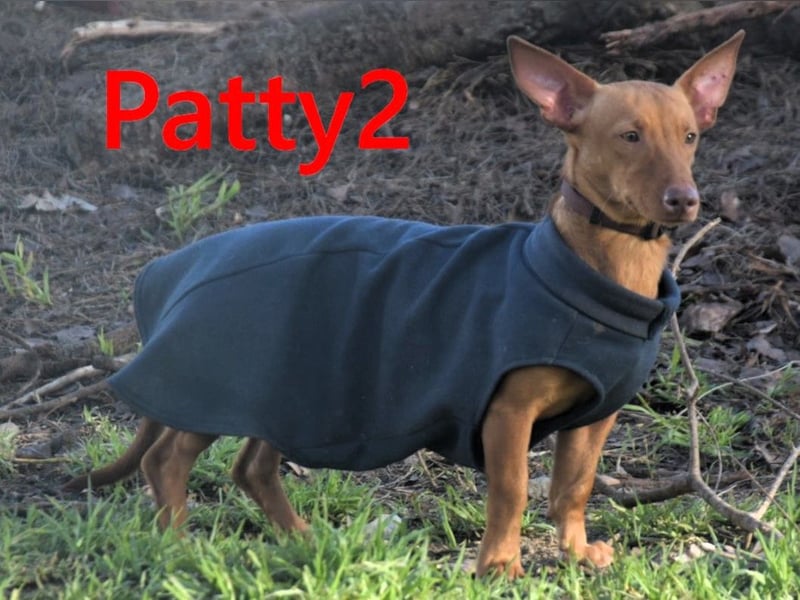 Patty2 geb. 01/2025 (ESP) - kontaktfreudige und verschmuste, kleine Podenca Maneto!