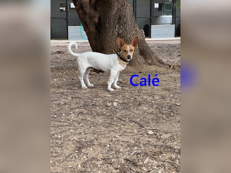 Calé geb. 05/2026 (ESP) - kleiner, verspielter Maneto-Mann sucht sein Körbchen!