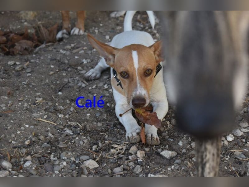 Calé geb. 05/2026 (ESP) - kleiner, verspielter Maneto-Mann sucht sein Körbchen!