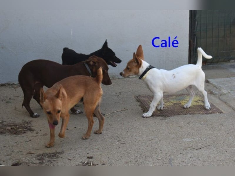 Calé geb. 05/2026 (ESP) - kleiner, verspielter Maneto-Mann sucht sein Körbchen!