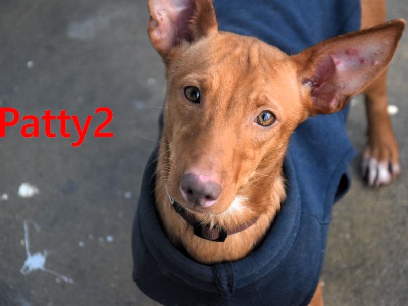 Patty2 geb. 01/2025 (ESP) - kontaktfreudige und verschmuste, kleine Podenca Maneto!