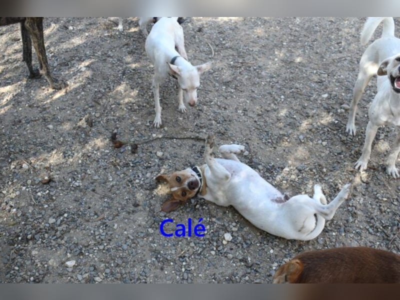 Calé geb. 05/2026 (ESP) - kleiner, verspielter Maneto-Mann sucht sein Körbchen!