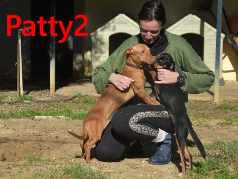 Patty2 geb. 01/2025 (ESP) - kontaktfreudige und verschmuste, kleine Podenca Maneto!