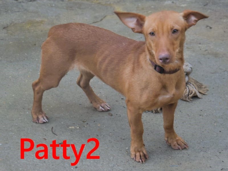 Patty2 geb. 01/2025 (ESP) - kontaktfreudige und verschmuste, kleine Podenca Maneto!