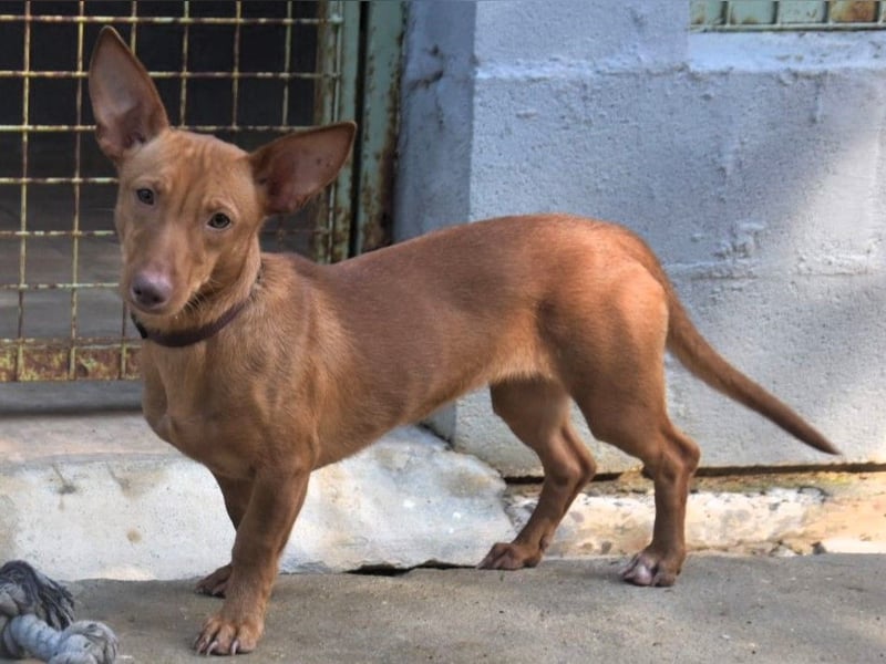 Patty2 geb. 01/2025 (ESP) - kontaktfreudige und verschmuste, kleine Podenca Maneto!