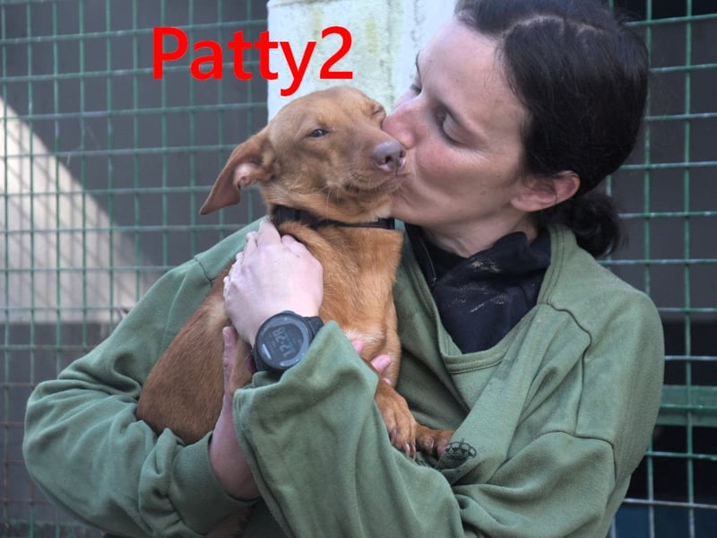 Patty2 geb. 01/2025 (ESP) - kontaktfreudige und verschmuste, kleine Podenca Maneto!