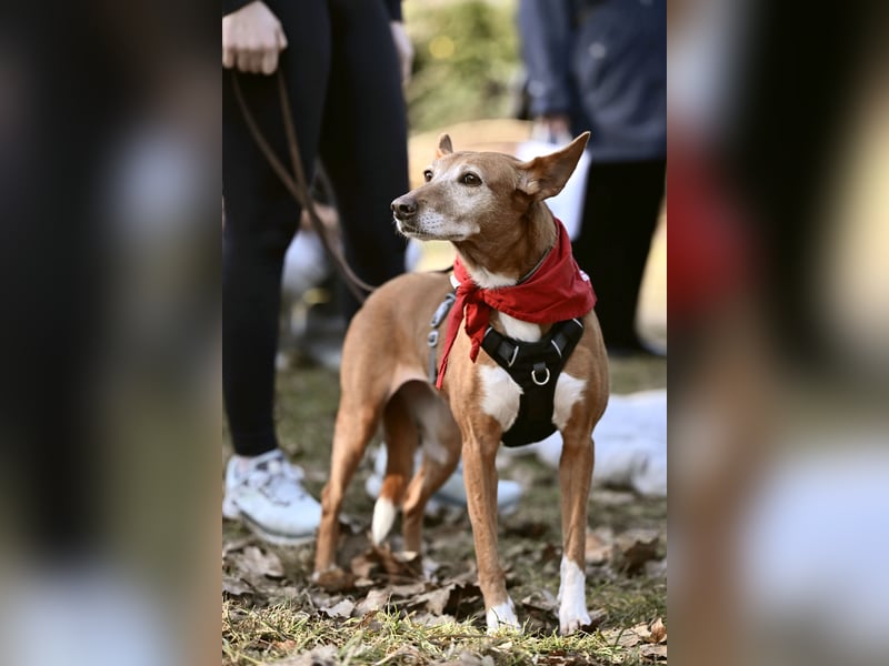 Canela - Podenco Hündin sucht (in Pflegestelle / Tierschutz)