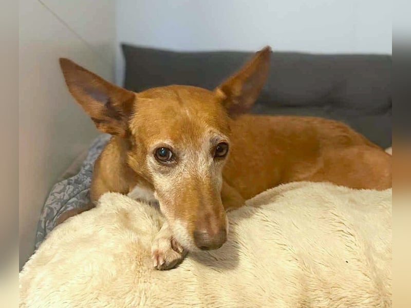 Canela - Podenco Hündin sucht (in Pflegestelle / Tierschutz)