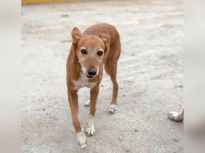 Canela - Podenco Hündin sucht (in Pflegestelle / Tierschutz)
