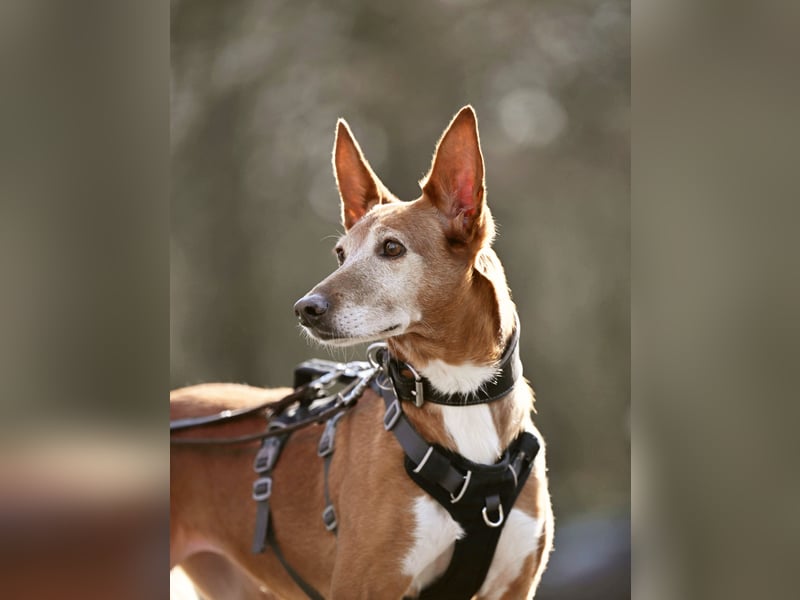 Canela - Podenco Hündin sucht (in Pflegestelle / Tierschutz)