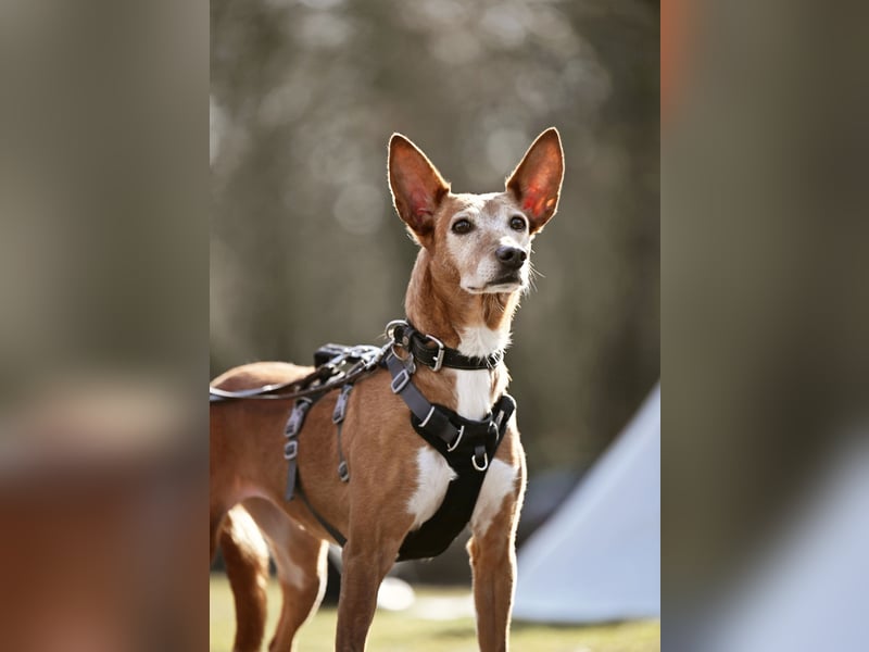 Canela - Podenco Hündin sucht (in Pflegestelle / Tierschutz)