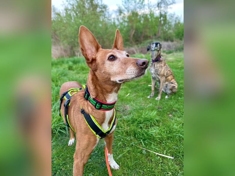 Canela - Podenco Hündin sucht (in Pflegestelle / Tierschutz)
