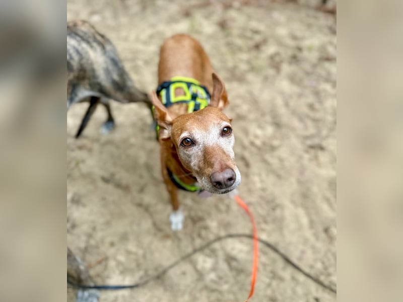 Canela - Podenco Hündin sucht (in Pflegestelle / Tierschutz)