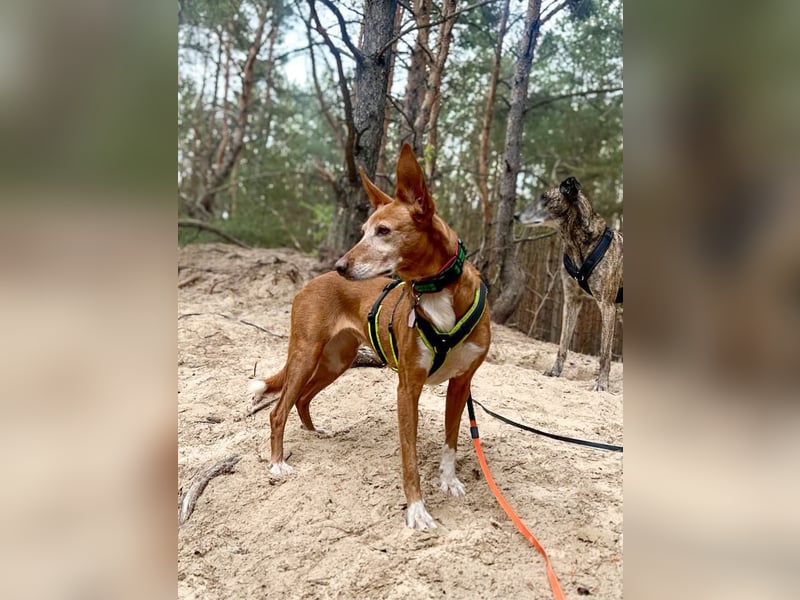 Canela - Podenco Hündin sucht (in Pflegestelle / Tierschutz)