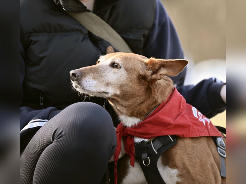 Canela - Podenco Hündin sucht (in Pflegestelle / Tierschutz)