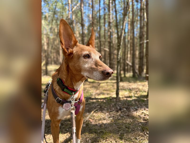 Canela - Podenco Hündin sucht (in Pflegestelle / Tierschutz)