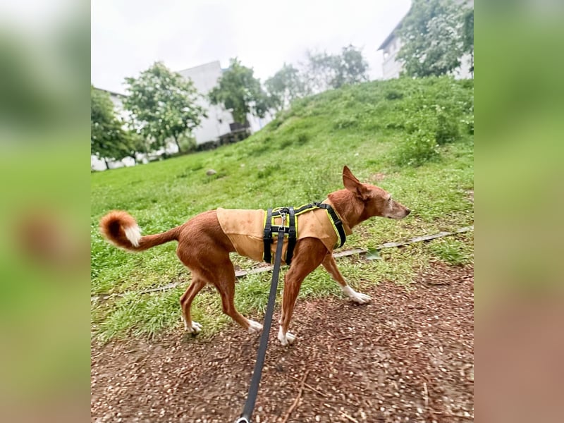 Canela - Podenco Hündin sucht (in Pflegestelle / Tierschutz)