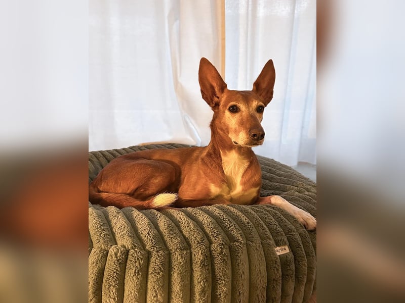 Canela - Podenco Hündin sucht (in Pflegestelle / Tierschutz)