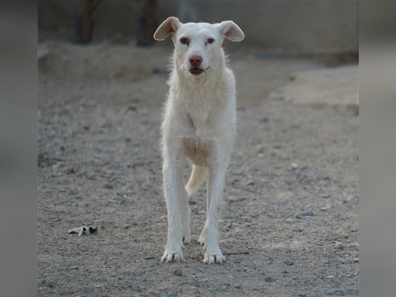 NICO- misshandelt aber freundlich immernoch