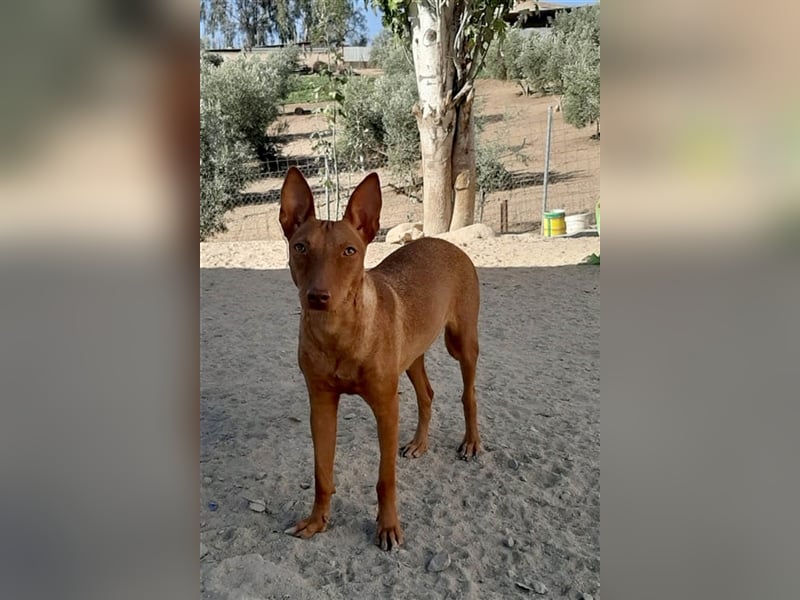 Kaytlin - zuckersüße Podencodame