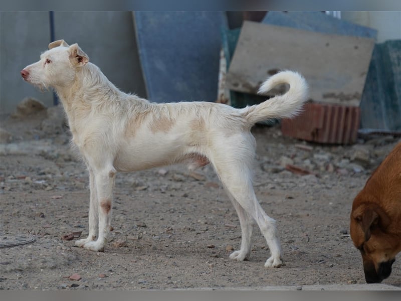 NICO- misshandelt aber freundlich immernoch