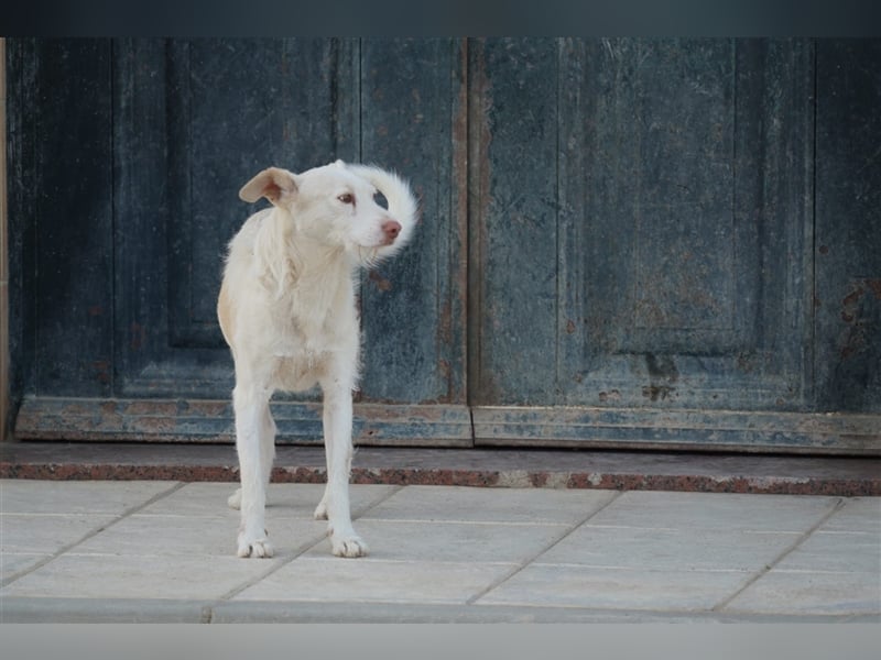NICO- misshandelt aber freundlich immernoch