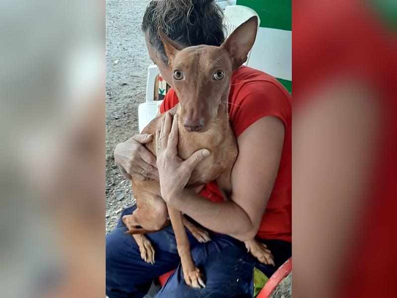 Kaytlin - zuckersüße Podencodame