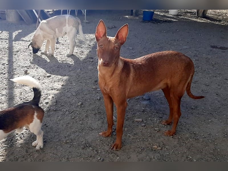 Kaytlin - zuckersüße Podencodame