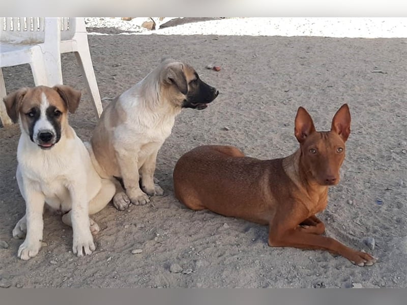 Kaytlin - zuckersüße Podencodame