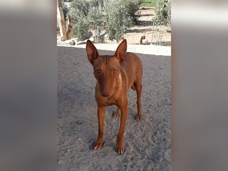 Kaytlin - zuckersüße Podencodame