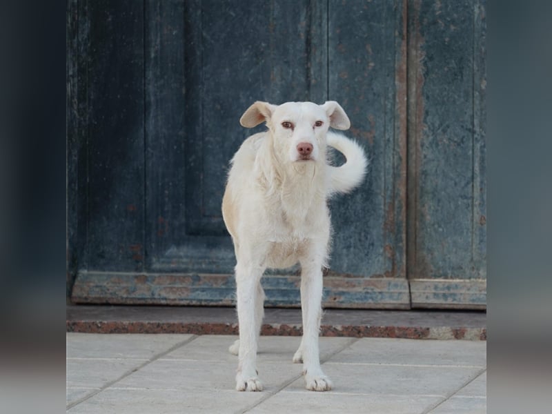 NICO- misshandelt aber freundlich immernoch