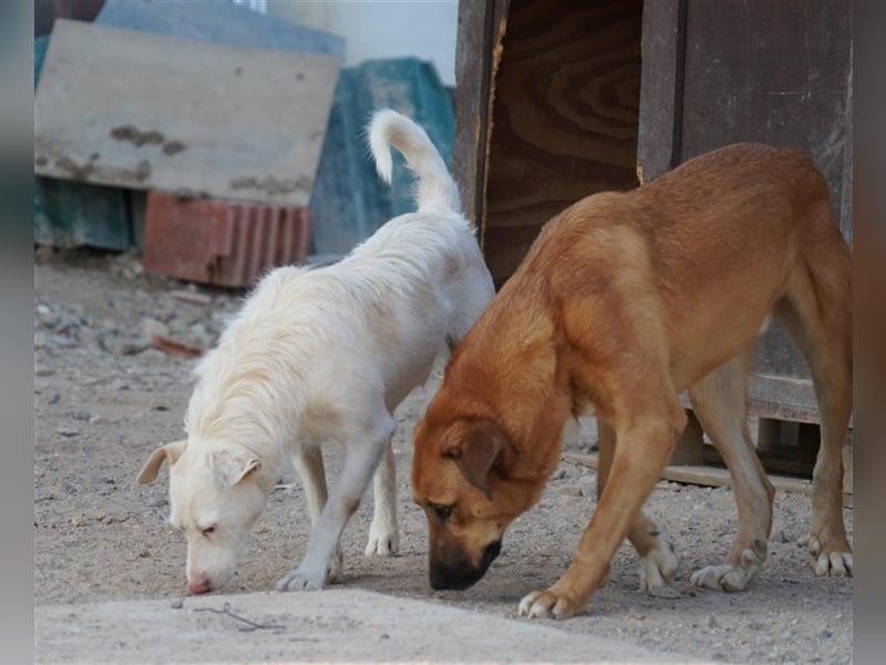 NICO- misshandelt aber freundlich immernoch