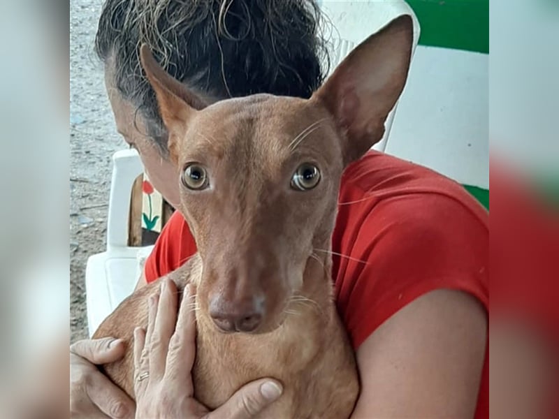 Kaytlin - zuckersüße Podencodame