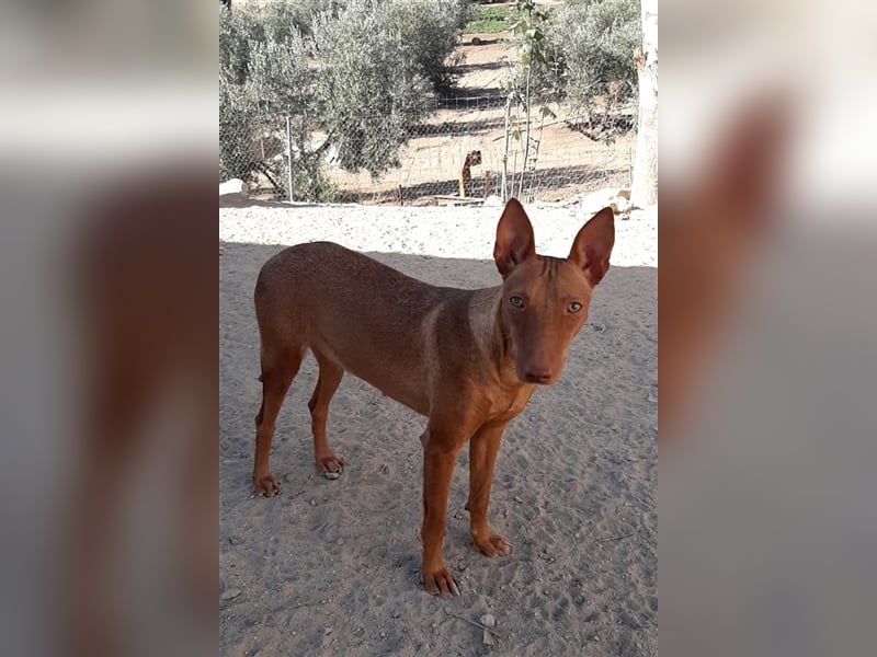 Kaytlin - zuckersüße Podencodame