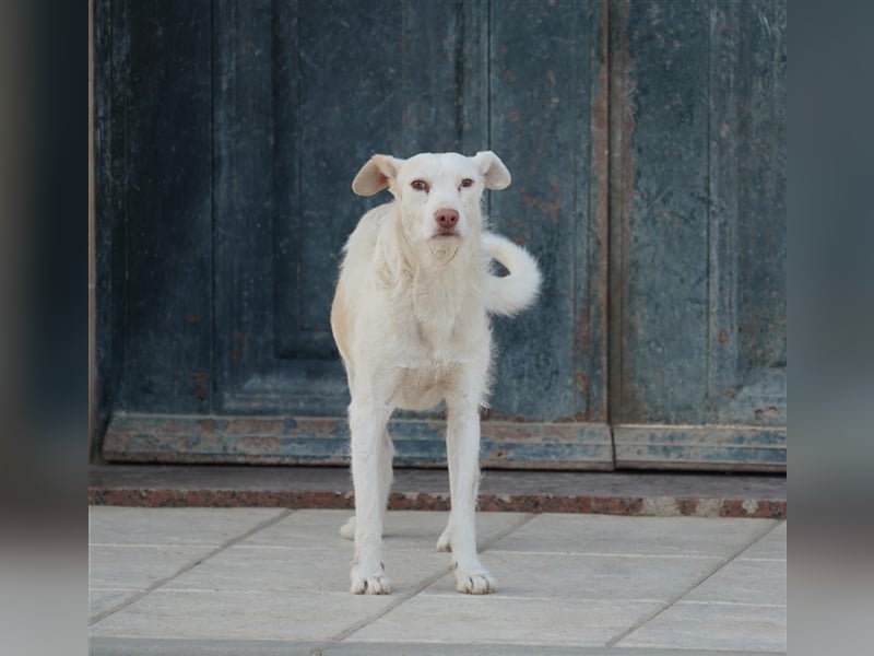 NICO- misshandelt aber freundlich immernoch