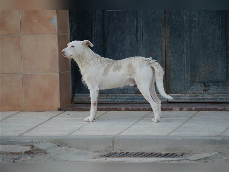 NICO- misshandelt aber freundlich immernoch