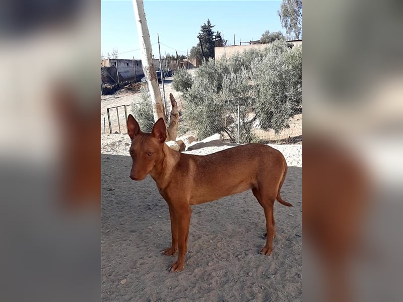 Kaytlin - zuckersüße Podencodame