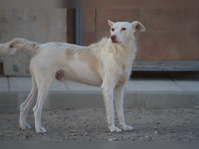 NICO- misshandelt aber freundlich immernoch