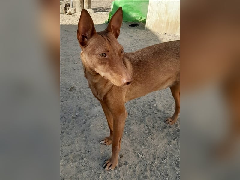 Kaytlin - zuckersüße Podencodame